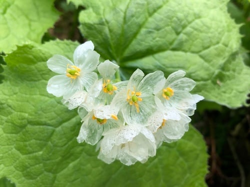 Diphylleia grayi