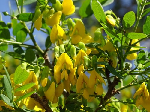 Diphysa americana