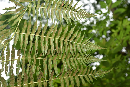 Diplazium asperum (Fern) — photo