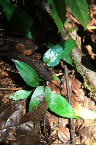 Diplazium cordifolium (Vegetable fern) — photo