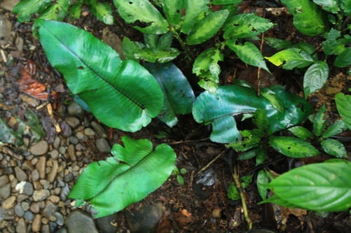 Diplazium cordifolium