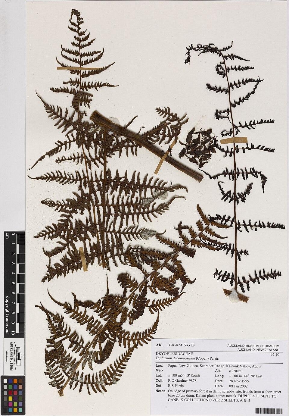 Diplazium decompositum — photo