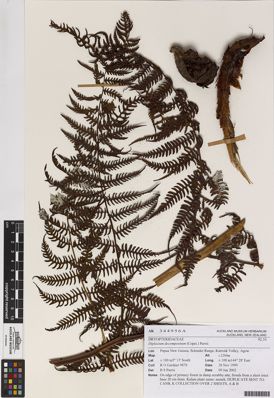 Diplazium decompositum