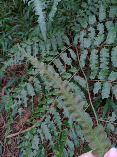 Diplazium dilatatum — photo
