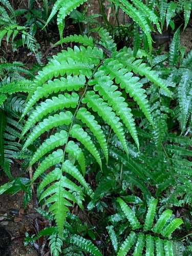 Diplazium dilatatum