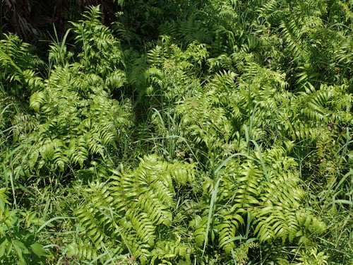 Diplazium esculentum (Vegetable-fern) — photo