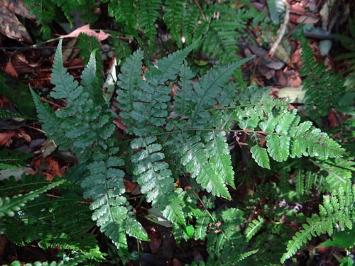 Diplazium kawakamii