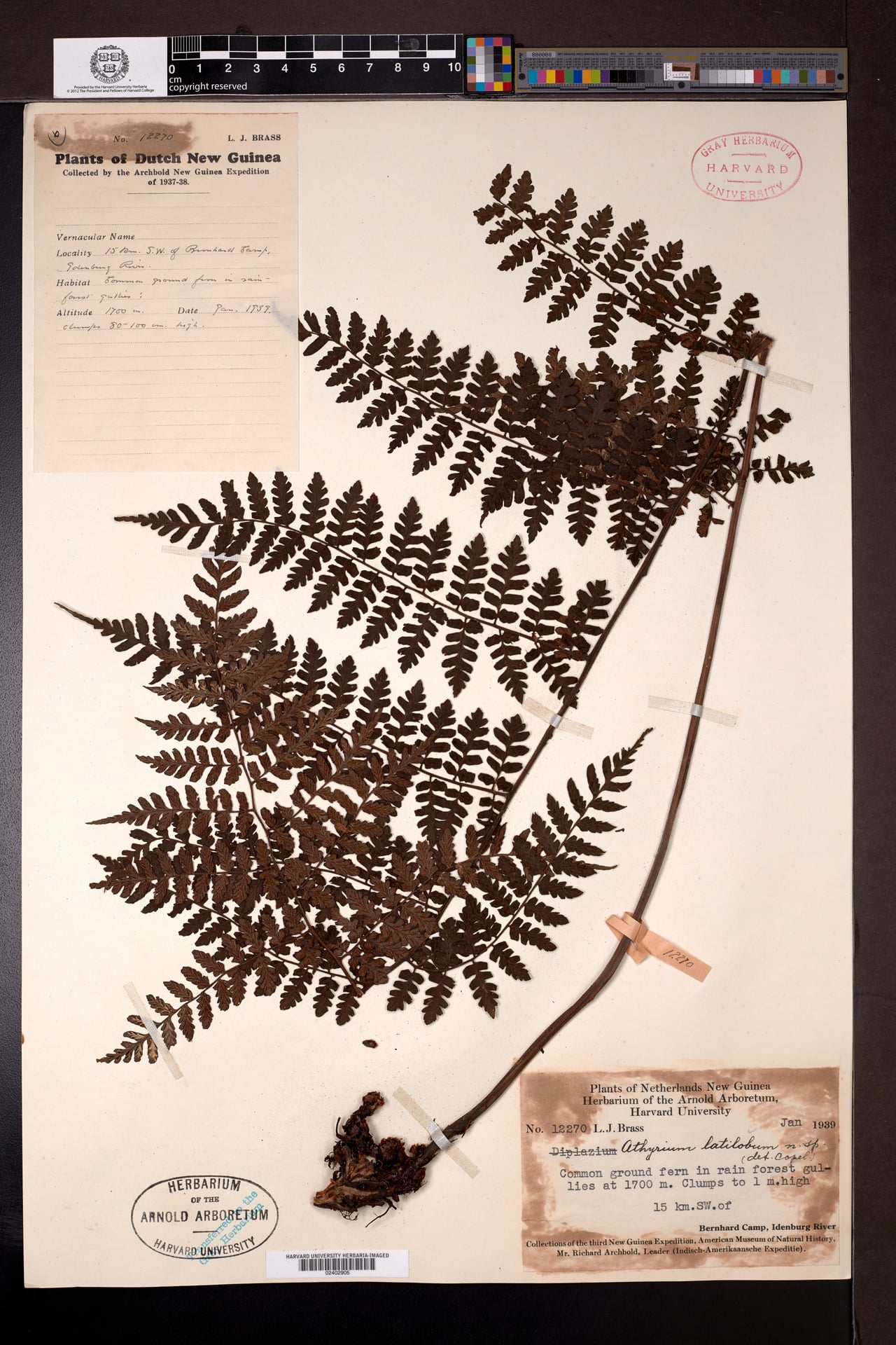 Diplazium latilobum — photo