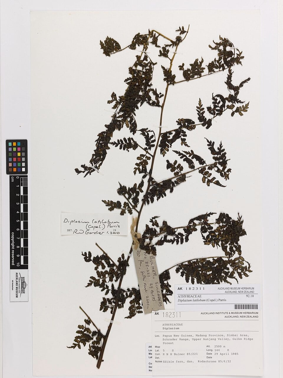 Diplazium latilobum