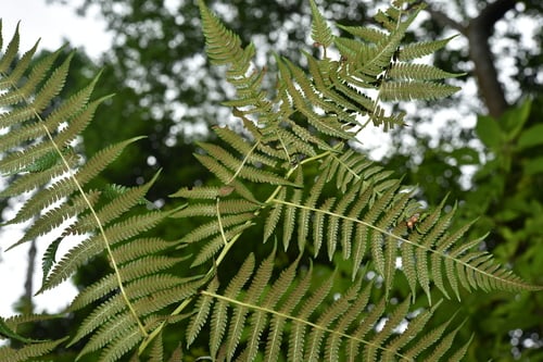 Diplazium polypodioides