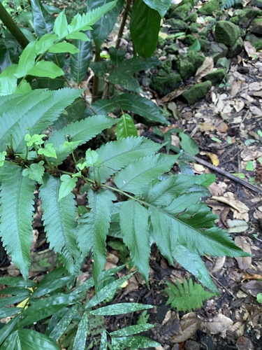 Diplazium proliferum (Mother fern) — photo