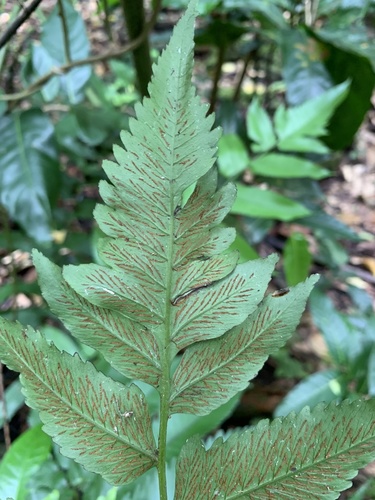 Diplazium proliferum (Mother fern) — photo