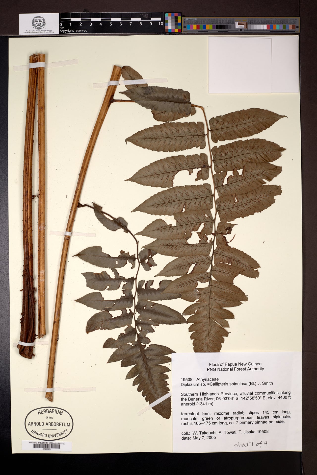 Diplazium spinulosum — photo