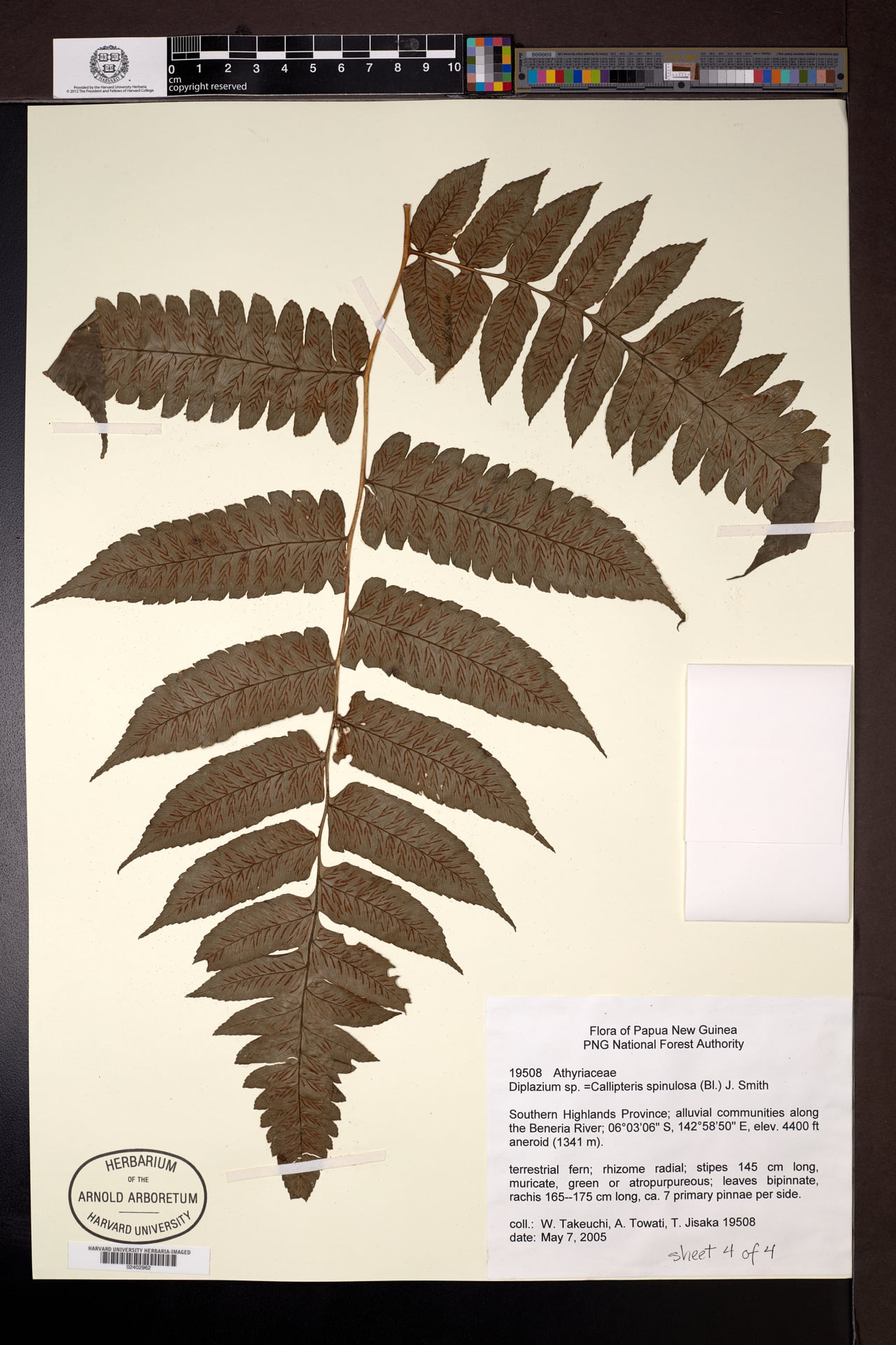 Diplazium spinulosum — photo