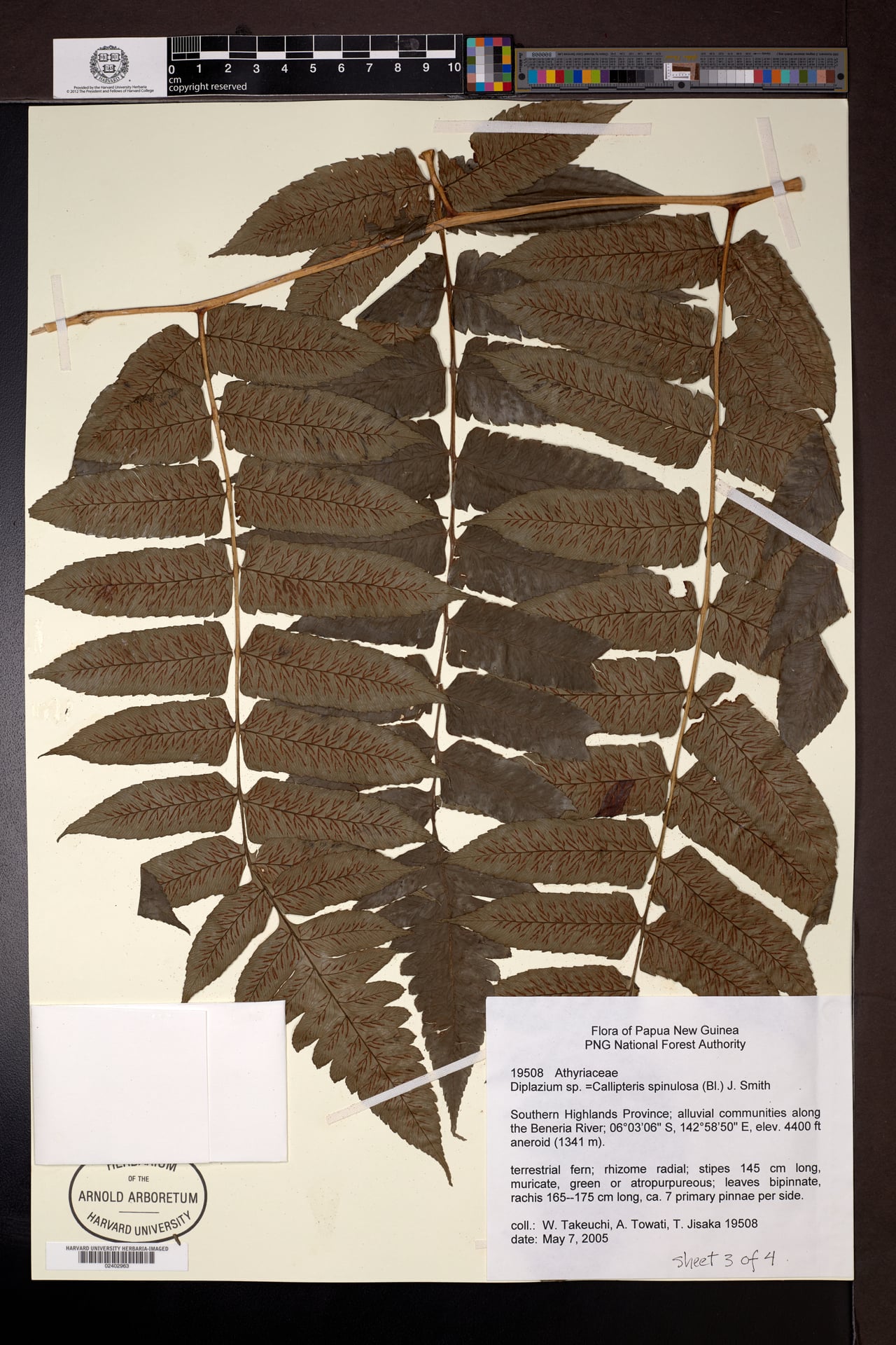 Diplazium spinulosum