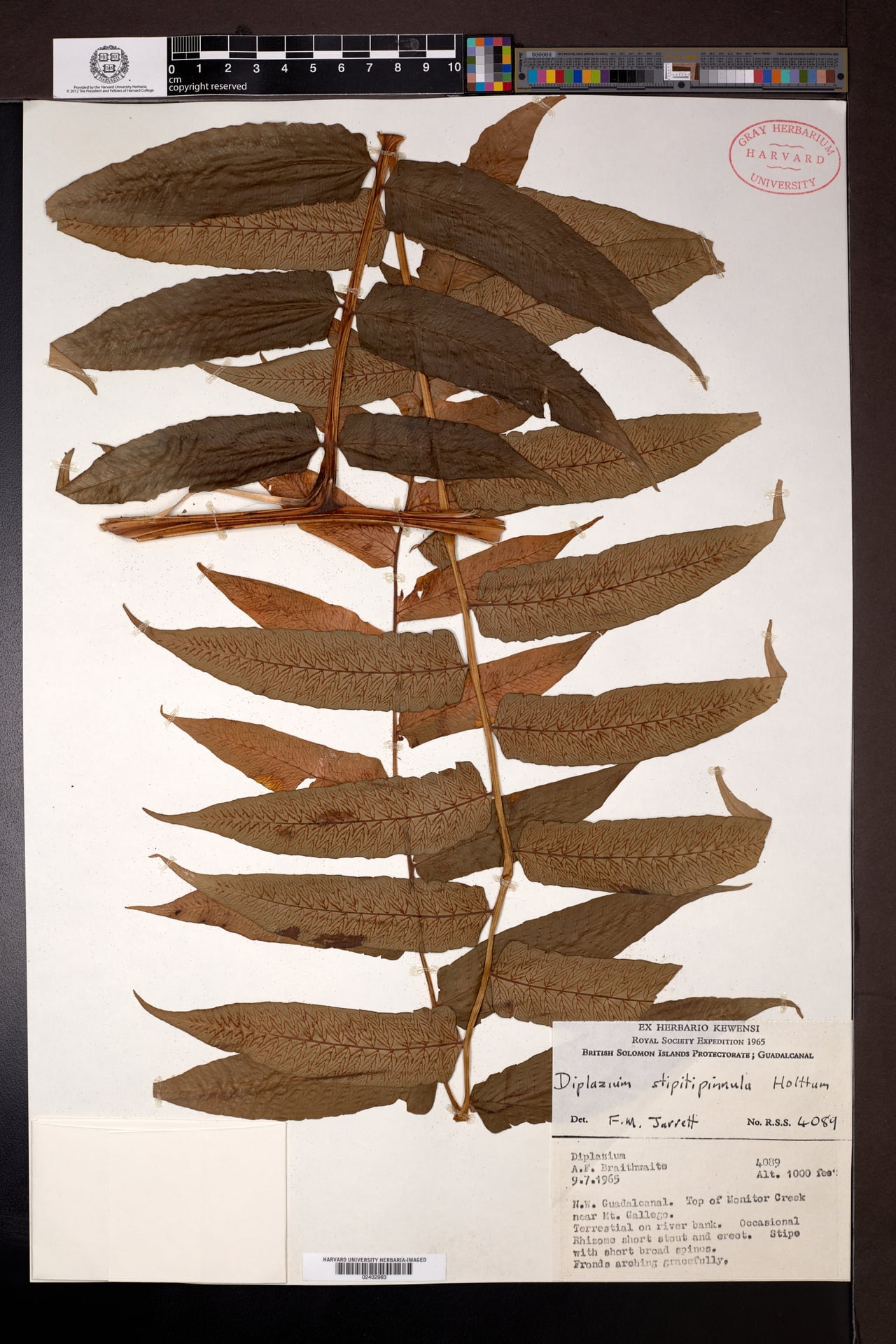 Diplazium stipitipinnula