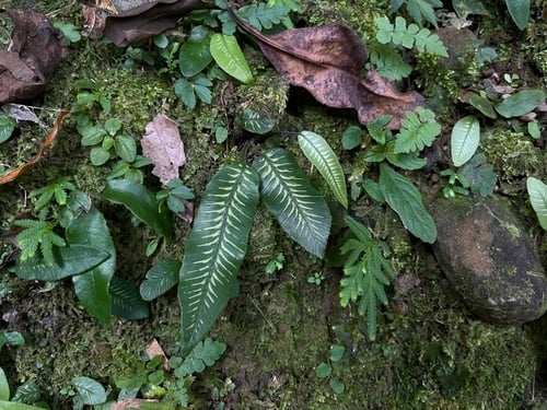 Diplazium subsinuatum