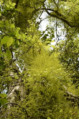 Diploclisia glaucescens