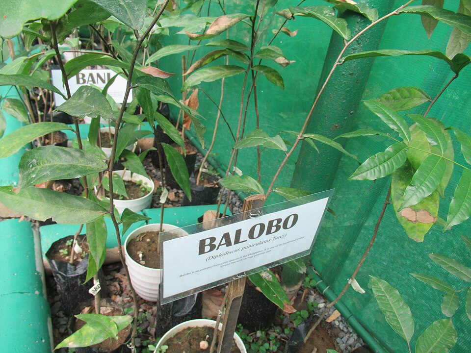 Diplodiscus paniculatus (Calobo) — photo