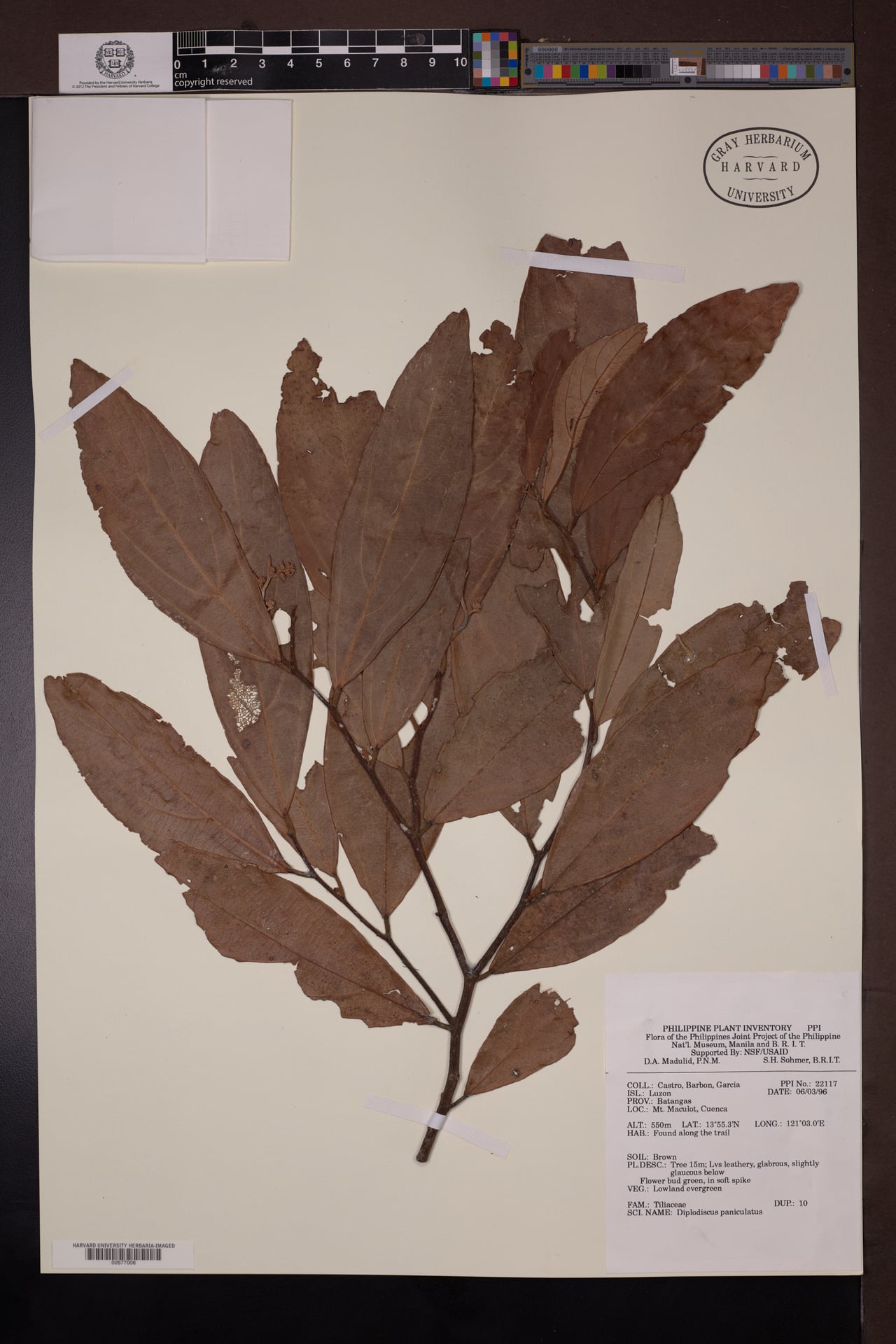 Diplodiscus paniculatus (Calobo) — photo