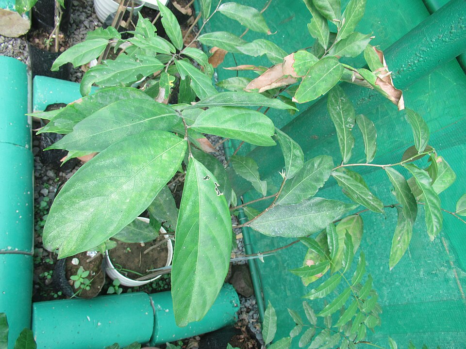 Diplodiscus paniculatus