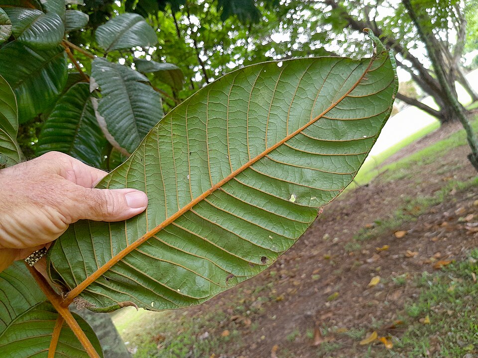 Diploglottis berniana (Giant-leaved tamarind) — photo