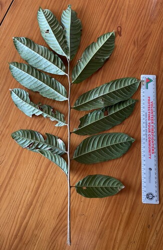 Diploglottis bracteata (Atherton tamarind) — photo