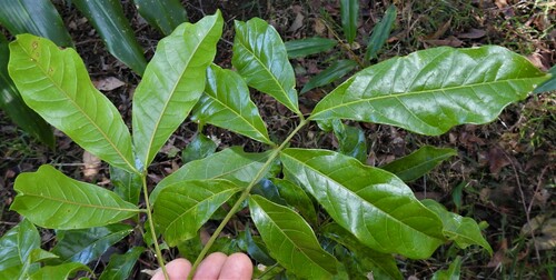 Diploglottis campbellii (Small-leaved Tamarind) — photo