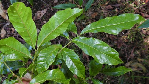 Diploglottis campbellii (Small-leaved Tamarind) — photo