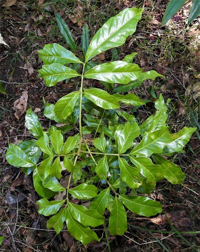 Diploglottis campbellii