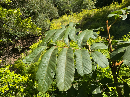 Diploglottis cunninghamii (Native tamarind) — photo