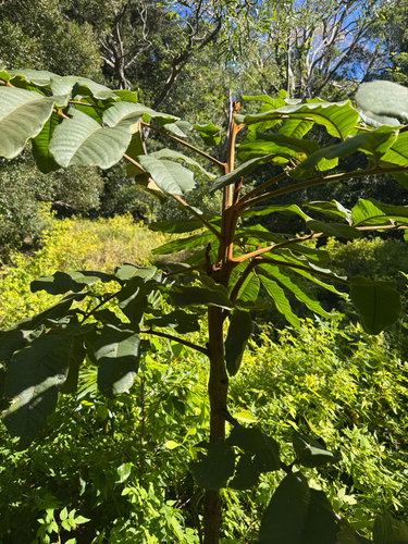 Diploglottis cunninghamii (Native tamarind) — photo