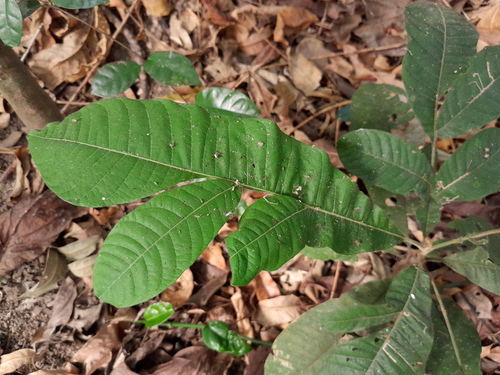 Diploglottis diphyllostegia (Wild tamarind) — photo