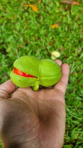 Diploglottis harpullioides (Babinda Tamarind) — photo