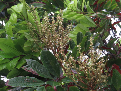 Diploglottis smithii (Smith’s tamarind) — photo