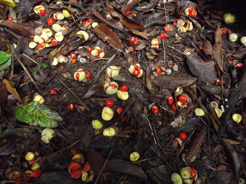 Diploglottis smithii (Smith’s tamarind) — photo