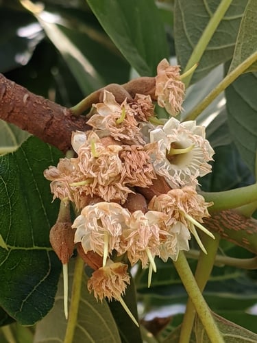 Diploknema butyracea (Indian butter tree) — photo