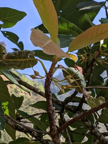 Diploknema butyracea (Indian butter tree) — photo