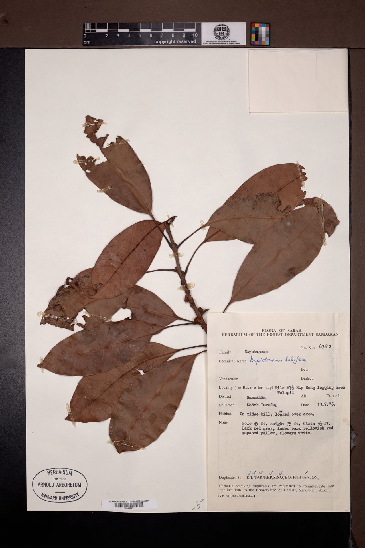 Diploknema sebifera — photo