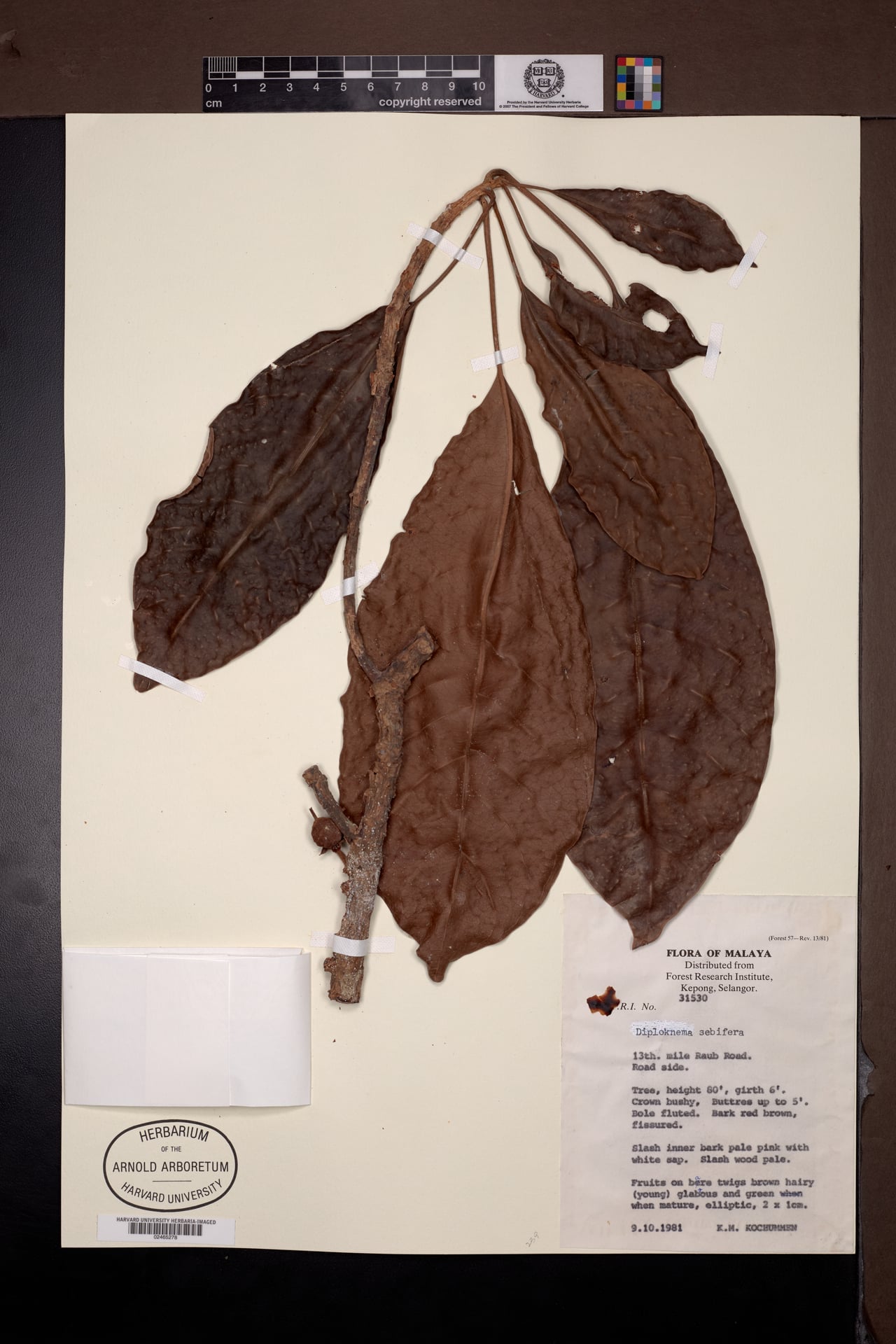 Diploknema sebifera