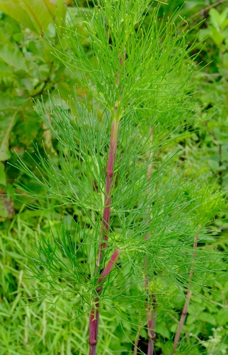 Diplolophium africanum
