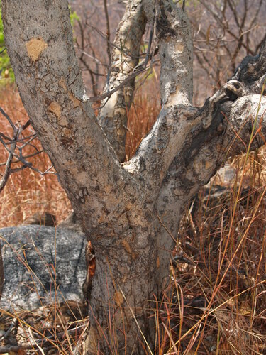 Diplorhynchus condylocarpon (Horn-pod tree) — photo