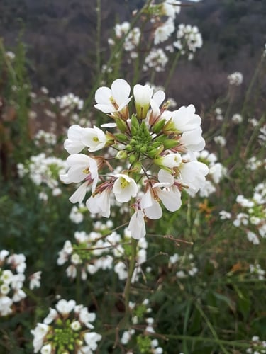 Diplotaxis erucoides