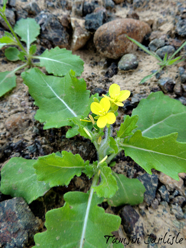 Diplotaxis harra (Hara) — photo