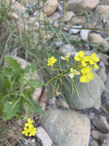 Diplotaxis harra (Hara) — photo