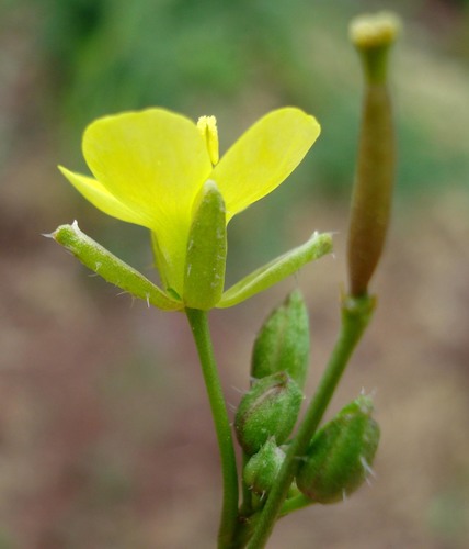Diplotaxis muralis (Wall rocket) — photo