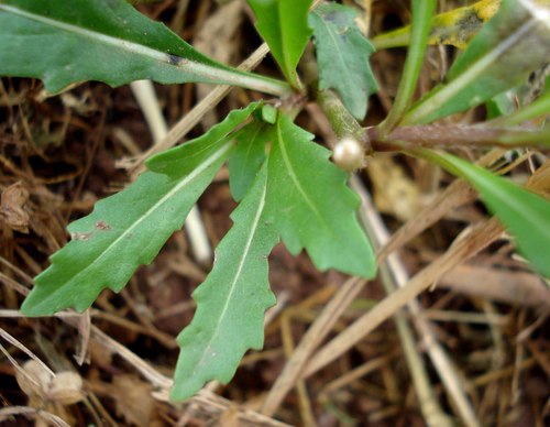 Diplotaxis muralis (Wall rocket) — photo