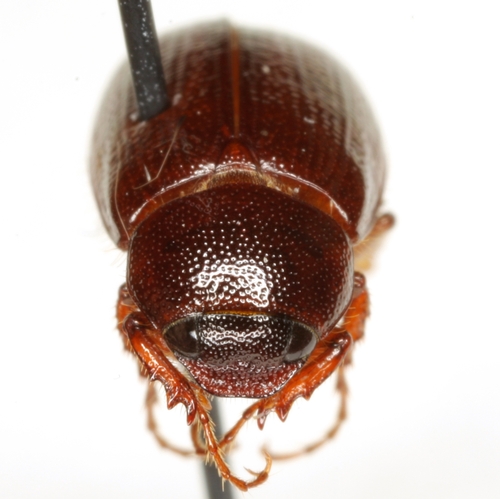 Diplotaxis simplex