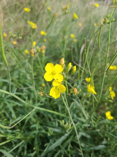 Diplotaxis tenuifolia (Perennial wall rocket) — photo