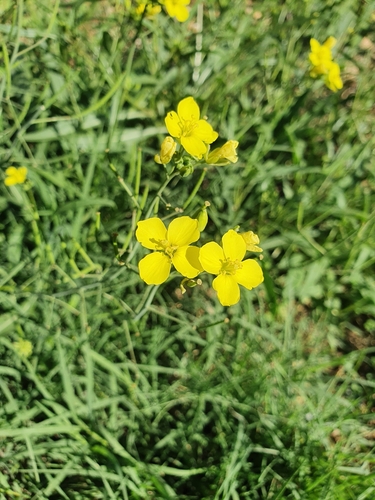 Diplotaxis tenuifolia (Perennial wall rocket) — photo